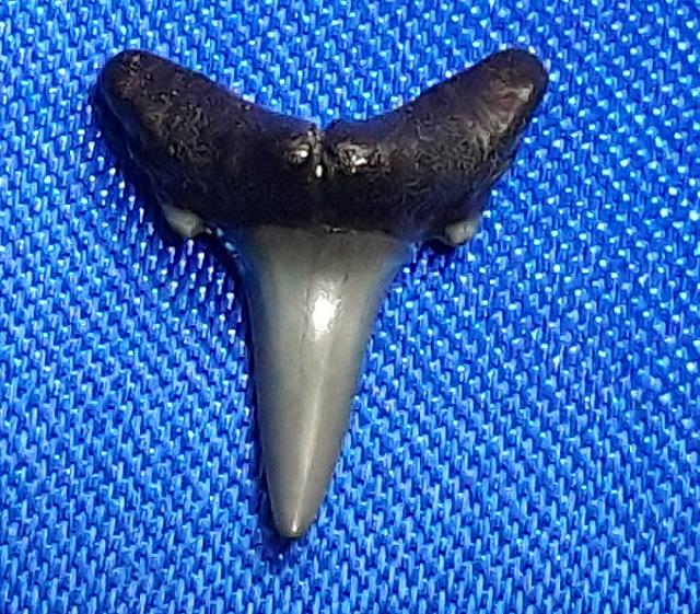 Carcharias acutissimus (AGASSIZ 1843) - Bild © FossNet FossilienStore